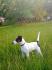 Simaszőrű Foxterrier